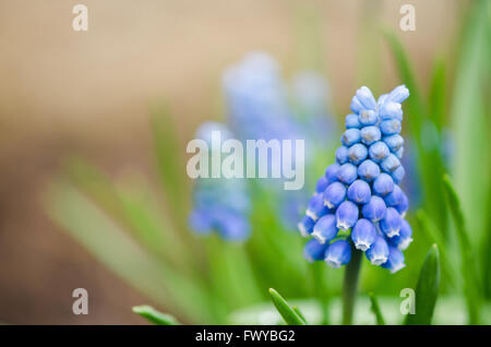 Blaue Trauben Hyazinthe isoliert auf Hintergrund weichzeichnen Stockfoto