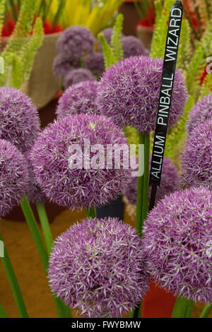 Blume-Display in einem Ausstellungszelt bei der RHS Hampton Court Flower show Stockfoto
