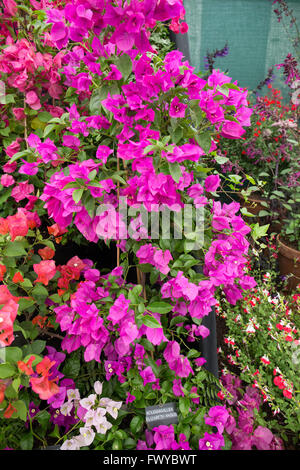 Blume-Display in einem Ausstellungszelt bei der RHS Hampton Court Flower show Stockfoto