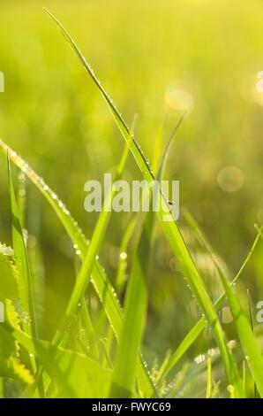 Detail der geschlossenen gelben Löwenzahn Blüte isoliert auf grünen Hintergrund weichzeichnen. Stockfoto