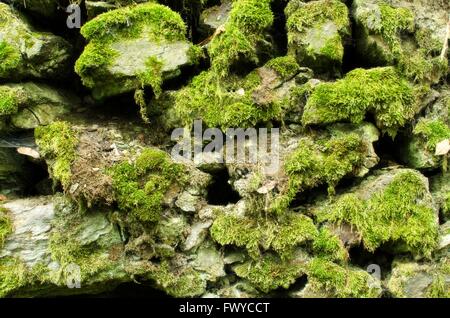 Bemoosten Steinen alte Mauer als Natur Architekt Textur. Stockfoto