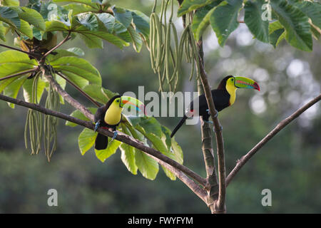 Kiel-billed Toucan (Ramphastus Sulfuratos) in einem Baum, Provinz Heredia, Costa Rica Stockfoto