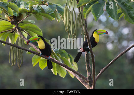 Kiel-billed Toucan (Ramphastus Sulfuratos) in einem Baum, Provinz Heredia, Costa Rica Stockfoto