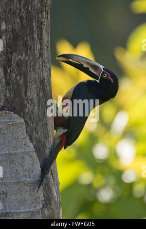 Collared Aracari (Pteroglossus Manlius) auf einem Baumstamm, Provinz Heredia, Costa Rica Stockfoto