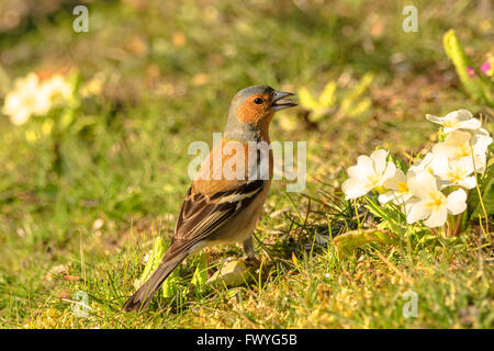 Buchfinken (Fringilla Coelebs), männliche auf Blumenwiese, Deutschland Stockfoto