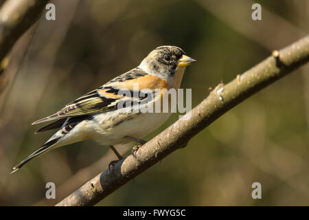 Bergfink (Fringilla Montifringilla), männlichen Zweig, Deutschland Stockfoto