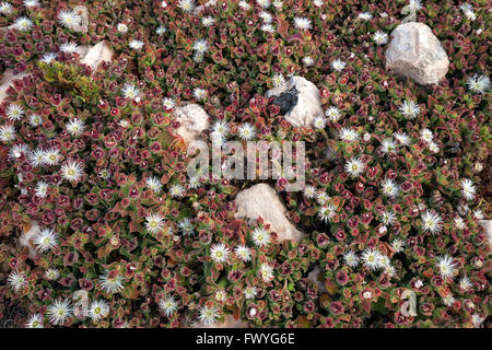 Ice-Werk (Mesembryanthemum Crystallinum), Fuerteventura, Kanarische Inseln, Spanien Stockfoto