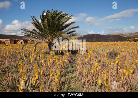 Feld mit Aloe (Aloe Vera), blühend, Fuerteventura, Kanarische Inseln, Spanien Stockfoto