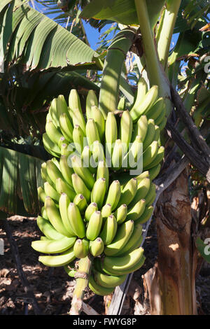 Kanarische Banane (Musa sp.), Bananenbaum, Plantage in der Nähe von San Andres, La Palma, Kanarische Inseln, Spanien Stockfoto