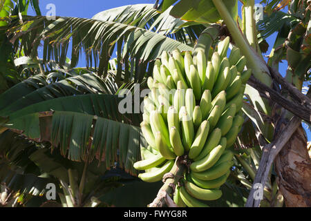 Kanarische Banane (Musa sp.), Bananenbaum, Plantage in der Nähe von San Andres, La Palma, Kanarische Inseln, Spanien Stockfoto