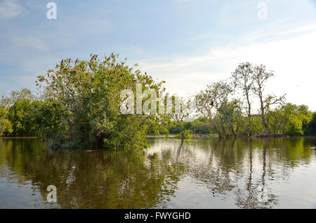 Feuchtgebiet im Naturpark Kopacki Rit, Osijek, Kroatien Stockfoto