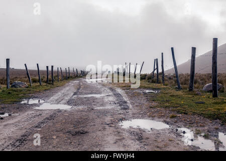 Kuh Weiden In den Ausläufern des Knotens Azuay Berg am Fuße der Yana Urcu Hill, Südamerika Stockfoto