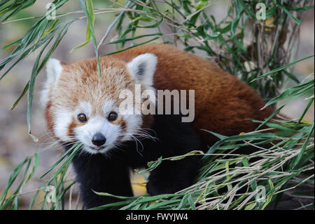 Roter Panda im Zoologischen Garten in Bratislava Stockfoto