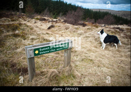 Border-Collie Hund neben Wegweiser zu Innerdownie Hügel oberhalb Glenquey Bauernhof, Glen Devon, Perth und Kinross, Schottland, Großbritannien. Stockfoto