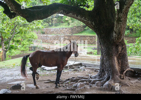 Pferd im Regen auf Ua Huka Stockfoto