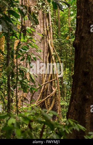 Die Halbinsel OSA, COSTA RICA - Epiphyten Reben Kletterbaum im Regenwald. Stockfoto