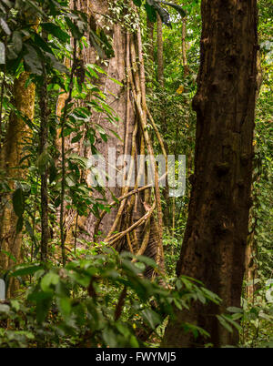 Die Halbinsel OSA, COSTA RICA - Epiphyten Reben Kletterbaum im Regenwald. Stockfoto