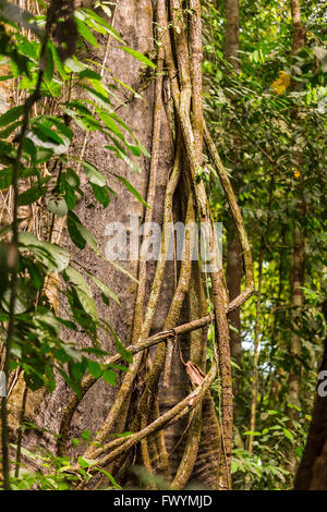 Die Halbinsel OSA, COSTA RICA - Epiphyten Reben Kletterbaum im Regenwald. Stockfoto