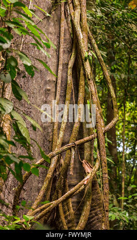 Die Halbinsel OSA, COSTA RICA - Epiphyten Reben Kletterbaum im Regenwald. Stockfoto