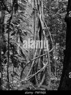 Die Halbinsel OSA, COSTA RICA - Epiphyten Reben Kletterbaum im Regenwald. Stockfoto