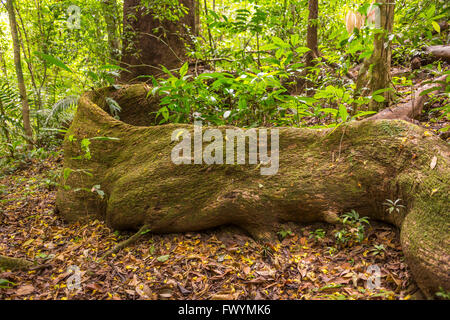 Die Halbinsel OSA, COSTA RICA - Massive Baumwurzel im Regenwald. Stockfoto