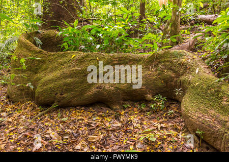 Die Halbinsel OSA, COSTA RICA - Massive Baumwurzel im Regenwald. Stockfoto