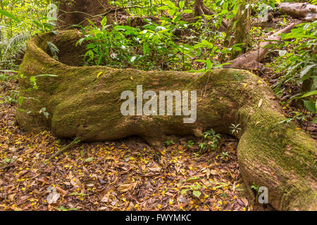 Die Halbinsel OSA, COSTA RICA - Massive Baumwurzel im Regenwald. Stockfoto