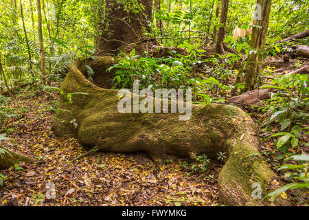 Die Halbinsel OSA, COSTA RICA - Massive Baumwurzel im Regenwald. Stockfoto