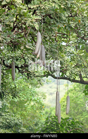 Grüne Wurst Baum bei Tageslicht. Kigelia Africana, Tansania. Stockfoto