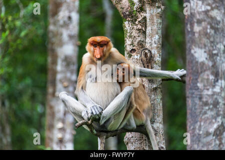 Nasenaffe (Nasalis Larvatus), Sandakan, Borneo, Malaysia Stockfoto