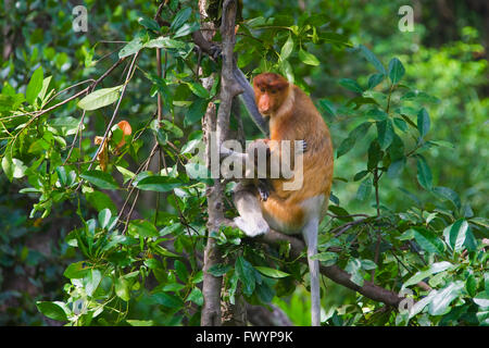 Nasenaffe (Nasalis Larvatus), Mutter mit Baby, Sandakan, Borneo, Malaysia Stockfoto