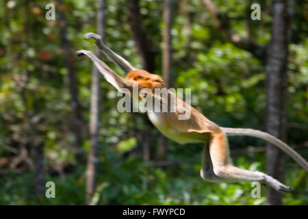 Nasenaffe (Nasalis Larvatus), Sandakan, Borneo, Malaysia Stockfoto