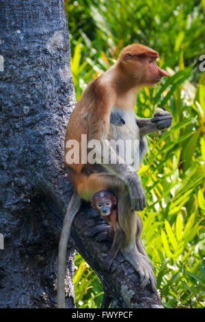 Nasenaffen (Nasalis Larvatus), Mutter mit Jungtier, Sandakan, Borneo, Malaysia Stockfoto