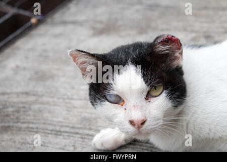 Schwarze und weiße Streukatze mit Auge und Ohr-Infektion Stockfoto
