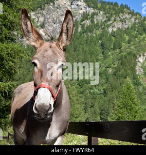 Kostenlose Esel auf italienischen Alpen, Blick auf die Kamera Stockfoto