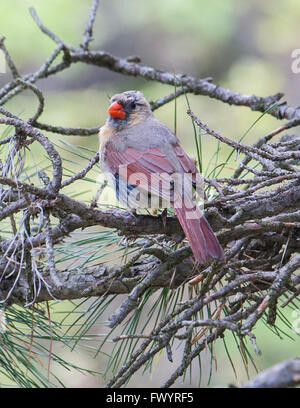 Weiblich-Kardinal Baum gehockt Stockfoto