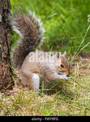 Eichhörnchen Essen neben Baum Stockfoto