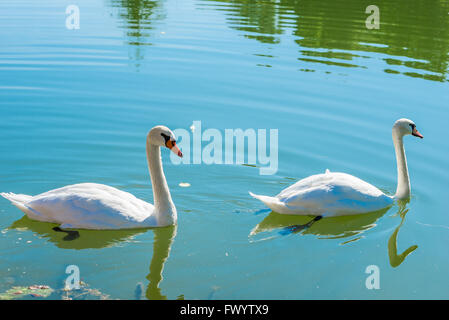 paar schöne weiße Schwäne auf einem Teich an einem sonnigen Tag Stockfoto