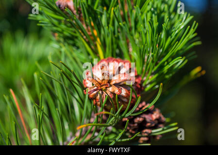 eine Beule auf dem Ast einer Kiefer-Makro Stockfoto