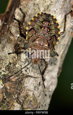 Rotbeinige Shieldbug (Pentatoma Art) endgültige Instar Nymphe. Eine juvenile schillernden True-Bug in der Familie Pentatomidae Stockfoto