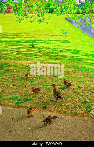 Gänse im Green Park von Audley End Haus in Essex in England. Es ist eine mittelalterliche Landhaus. Jetzt ist es unter Schutz von English Heritage. Stockfoto