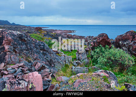 Eine kleine Weide ist hinter einem schützenden Felsen an der Küste des Varangerfjorden in arktischen Norwegen hocken. Stockfoto