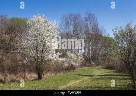 Die Natur rund um See Sur, in der Nähe der Hauptstadt der Slowakei, Bratislava. Frühjahr mit einem blauen Himmel, blühenden Baum und grünen Rasen. Stockfoto