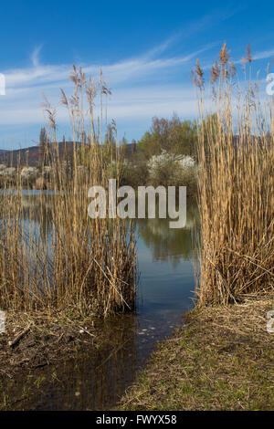 See in Sur, in der Nähe von Bratislava, Slowakei im zeitigen Frühjahr. Hohe Gräser rund um den See. Reflexion eines Himmels und Blüte Stockfoto