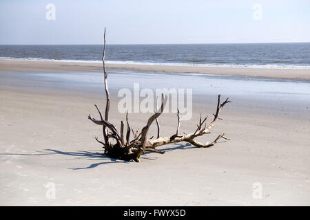 Treibholz am Strand von Hunting Island State Park, South Carolina, USA Stockfoto