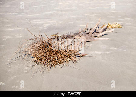 Treibholz am Strand von Hunting Island State Park, South Carolina, USA Stockfoto