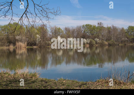 Vorfrühling im See Sur, in der Nähe der Hauptstadt der Slowakei, Bratislava. Blauer Himmel mit Wolken, im See widerspiegelt. Blosso Stockfoto