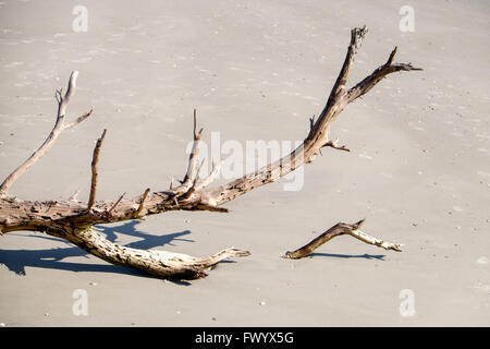 Treibholz am Strand von Hunting Island State Park, South Carolina, USA Stockfoto