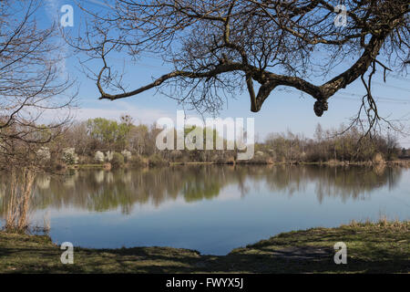 Vorfrühling im See Sur, in der Nähe der Hauptstadt der Slowakei, Bratislava. Blauer Himmel mit Wolken, im See widerspiegelt. Blosso Stockfoto