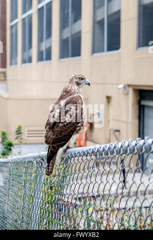 Bussard sitzt auf Zaun, Innenstadt von Atlanta, USA Stockfoto